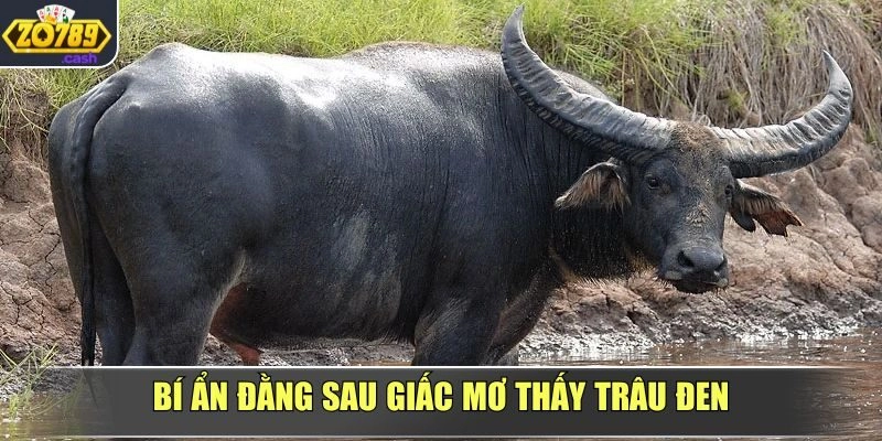 Mơ gặp trâu đen phản ánh điều gì trong cuộc sống?