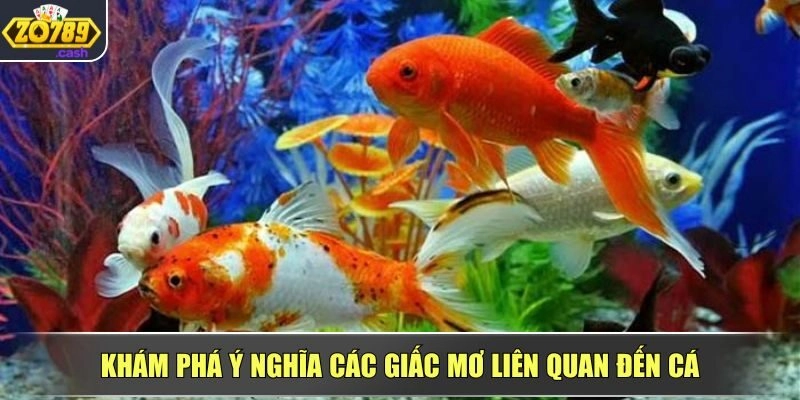 Tìm hiểu các trường hợp giấc mơ thấy cá và ý nghĩa thực sự