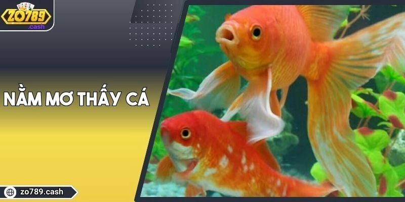 Nằm Mơ Thấy Cá: Ý Nghĩa Và Điềm Báo Chính Xác Nhất