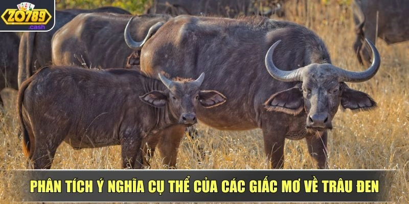 Ý nghĩa từng kiểu mơ thấy trâu đen bạn cần biết