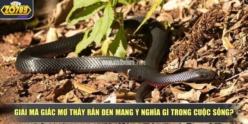Giải nghĩa nằm mơ thấy rắn đen mang điềm gì cho bạn?