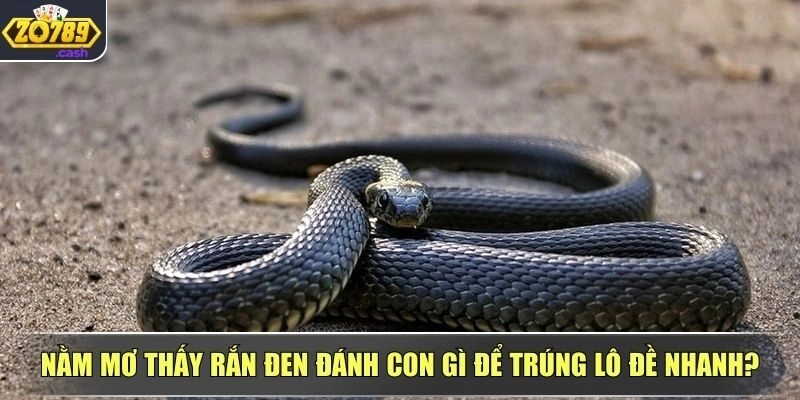 Nằm mơ thấy rắn đen nên đánh con nào dễ trúng nhất?