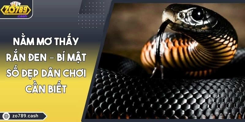 Nằm Mơ Thấy Rắn Đen – Bí Mật Số Đẹp Dân Chơi Cần Biết